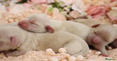 Miniature Dachshund dogs - Advert 15