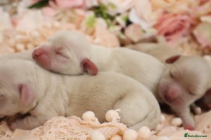 Miniature Dachshund dogs - Advert 3