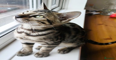 Bengal cats - Advert 14
