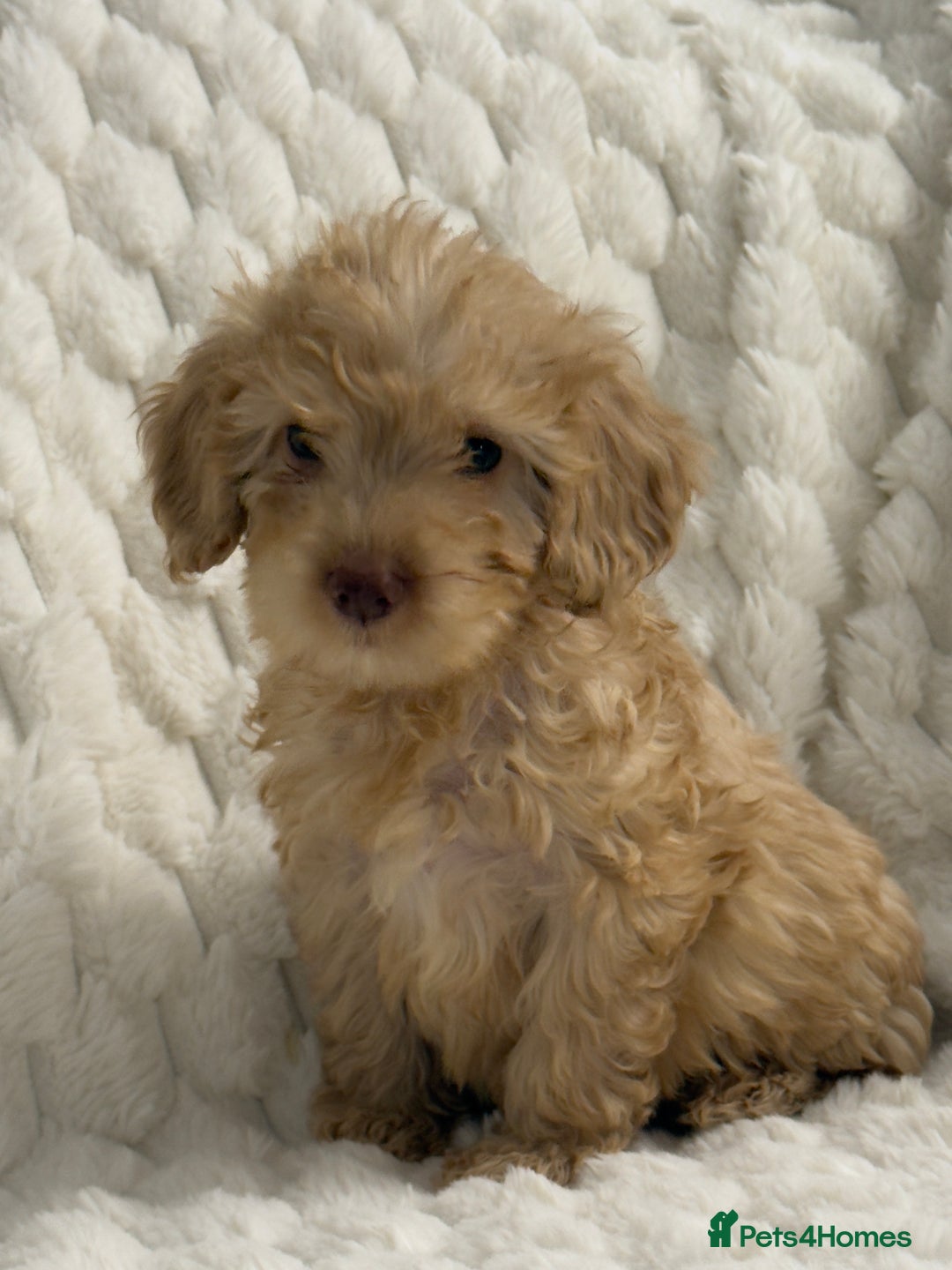 Cockapoo dogs for sale: ⭐️cockerpoo puppies⭐️ - Advert 2