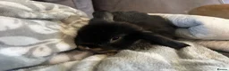 Mini Lop rabbits for sale: Mixed mini lops - Advert 9