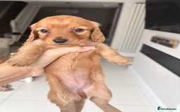 Miniature Dachshund dogs for sale: True KC miniature dachshund  - Image 4