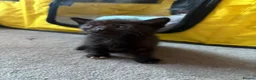 Mixed Breed cats for sale: Kittens for sale - Advert 10