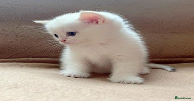 British Shorthair cats British shorthair chocolate and silver pointed  - Advert 13