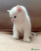 British Shorthair cats British shorthair chocolate and silver pointed - Advert 3