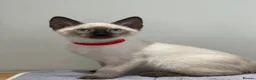 Siamese cats for sale: GCCF Registered Traditional Siamese Kittens.  - Advert 22