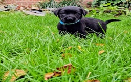 Mixed Breed dogs for sale: Dutch shepherd X pointer puppies  - Advert 3