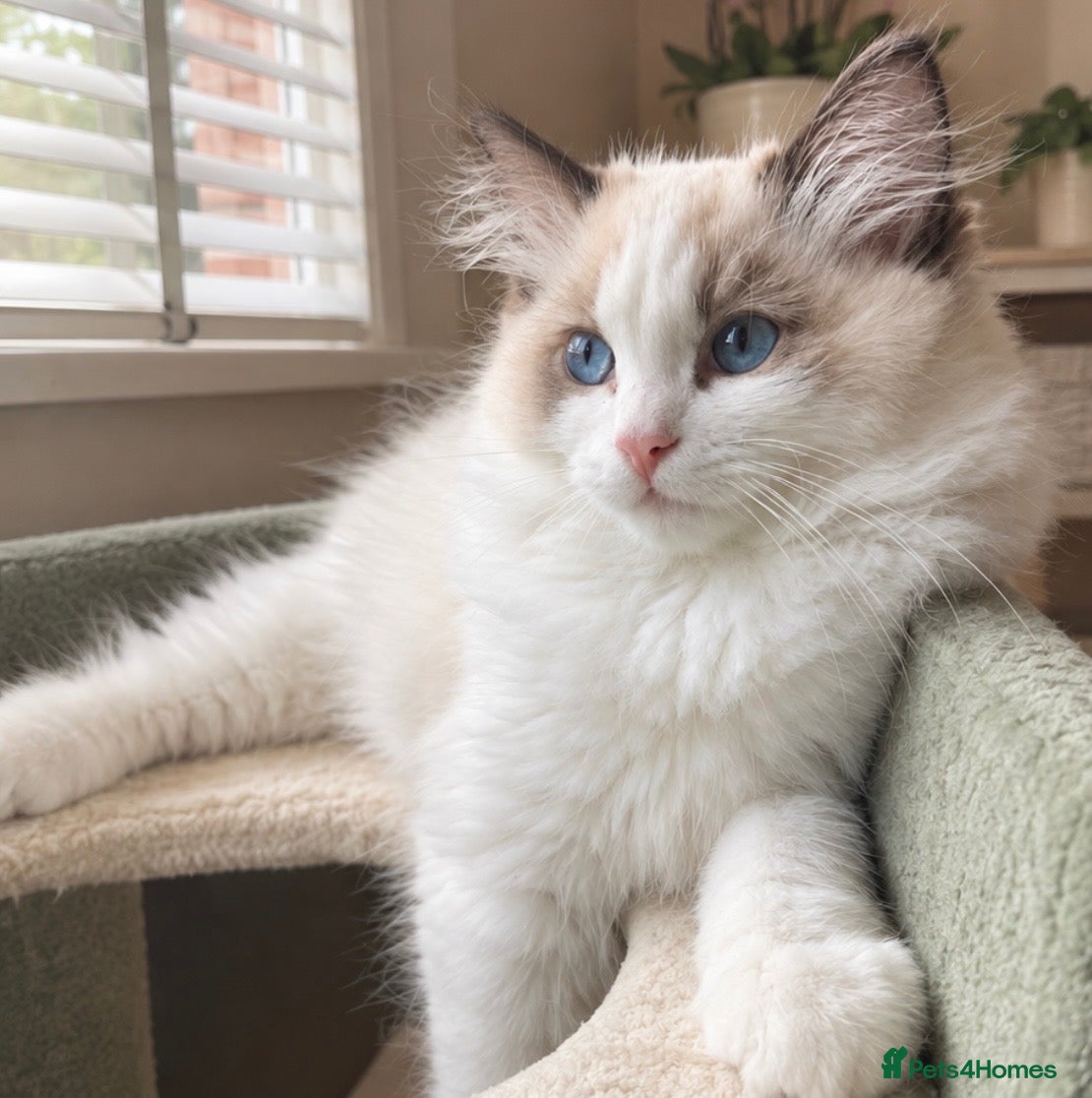 Ragdoll cats ✨️🏆 🧸🤎ReadyNow Eu ChampLine Tica Reg Ragdolls  - Advert 2