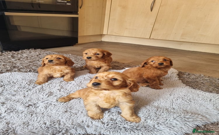 Cockapoo dogs - Advert 7