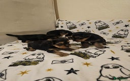 Yorkshire Terrier dogs for sale: Hello - Image 7