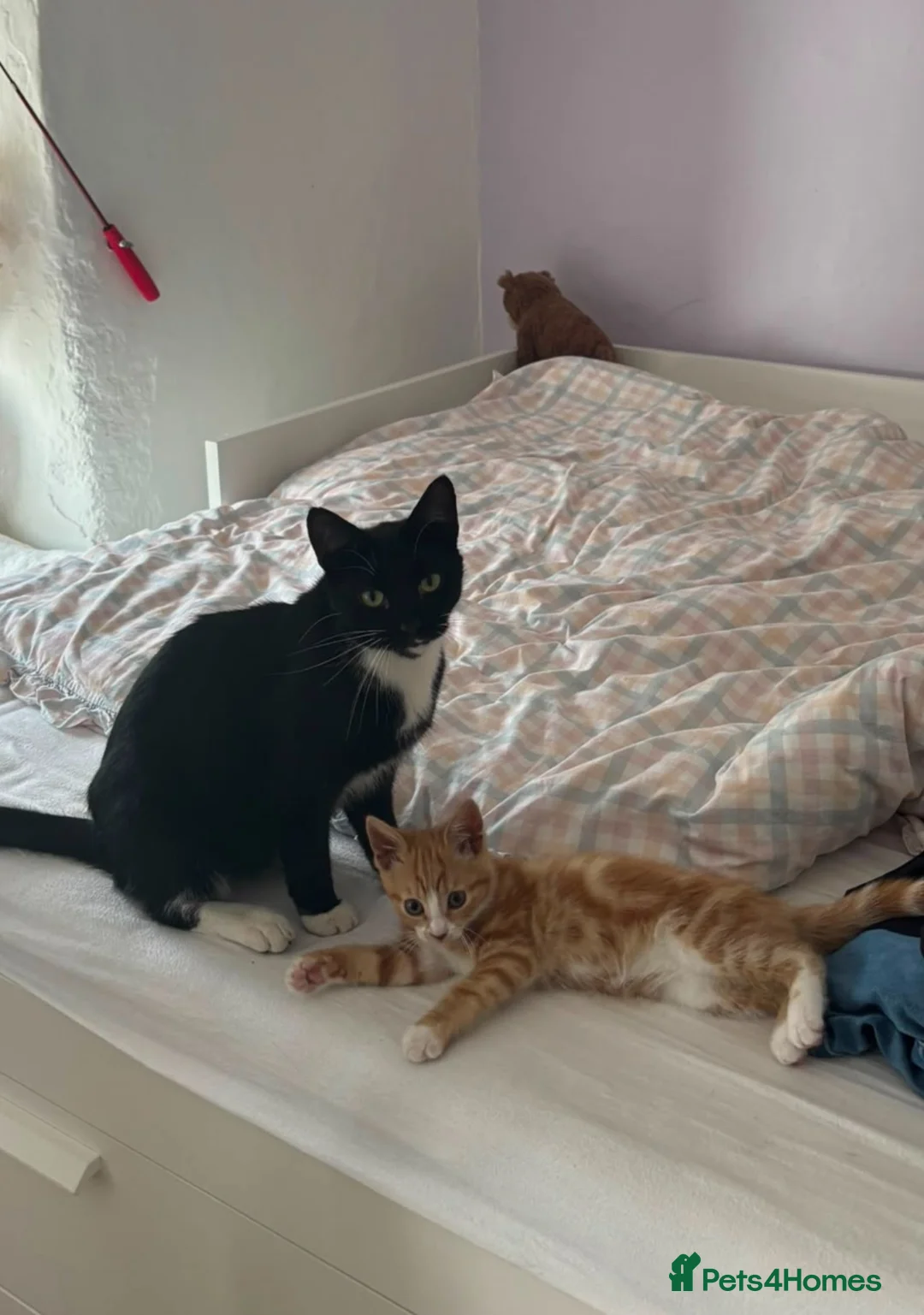 Mixed Breed cats for sale: Timmy & Odette - Advert 2