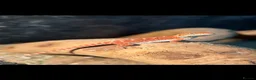 Bearded Dragon reptiles for sale: Baby Red monster bearded dragon  - Advert 8