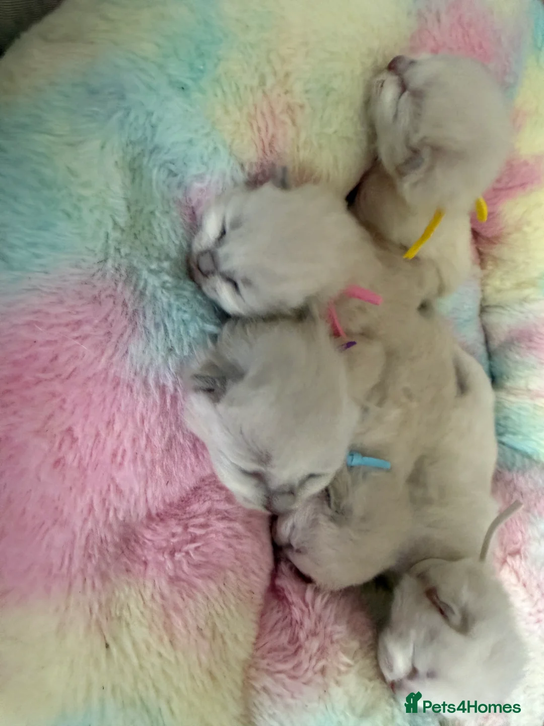 Ragdoll cats for sale: PEDIGREE RAGDOLL KITTENS  - Advert 3