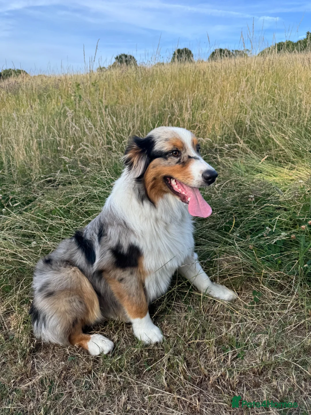 Australian Shepherd dogs for sale: Beautiful Blue Merle Australian Shepherd Girl💖 - Advert 2