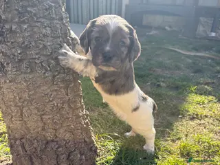 Sprocker dogs Sprocker puppies - Advert 4