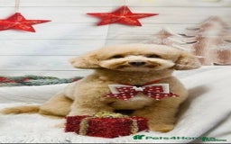 Miniature Poodle dogs for stud: Teddy KC Registered/Health tested Toy Stud in Wigan - Image 2