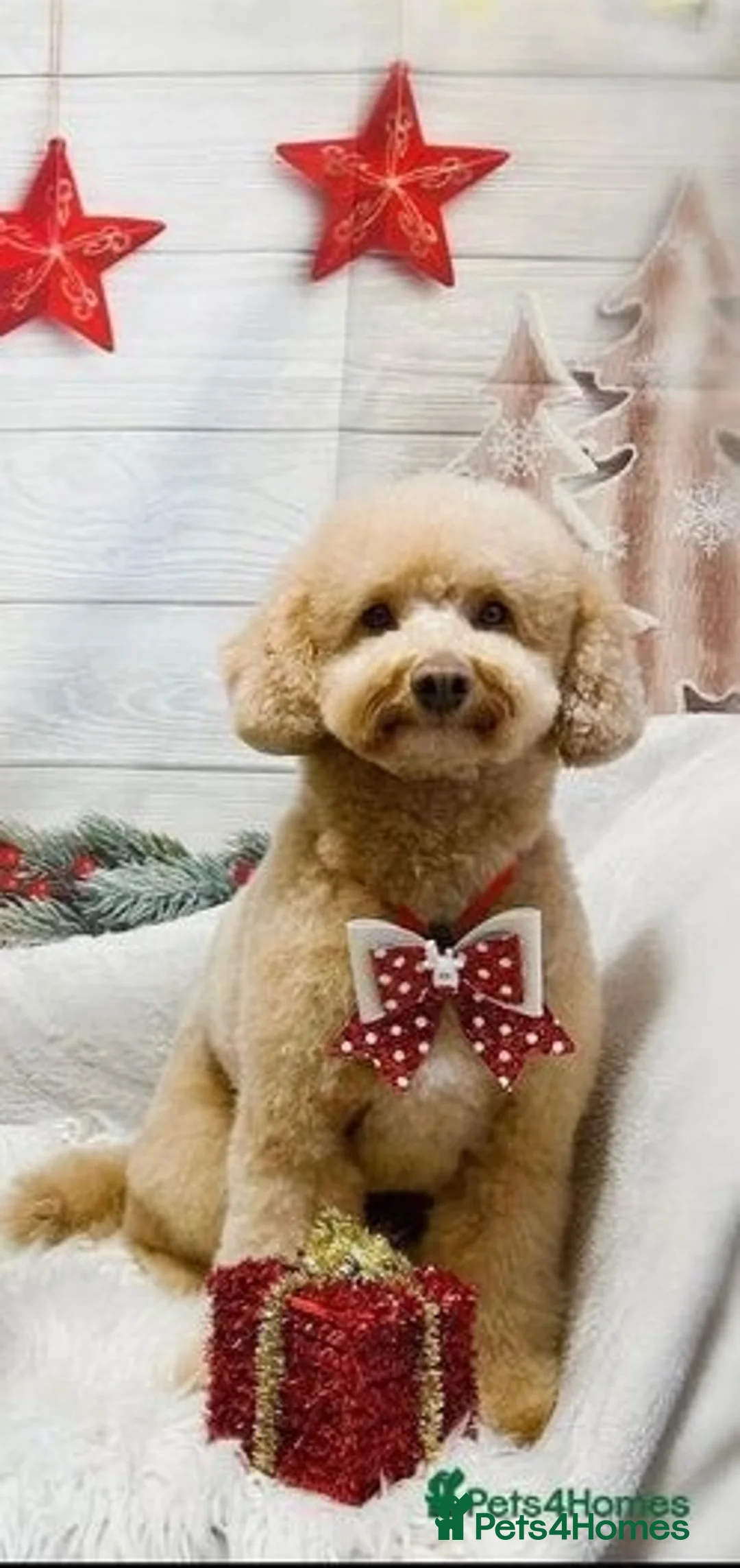 Miniature Poodle dogs for stud: Teddy KC Registered/Health tested Toy Stud in Wigan - Advert 2