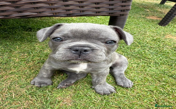 French Bulldog dogs - Advert 15