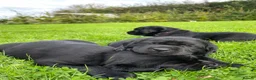 Labrador Retriever dogs for sale: Beautiful Black Labrador Puppies  in Lampeter - Advert 12