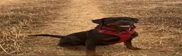 Rottweiler dogs for sale: German Lines Chunky Rottweiler Puppies - Advert 8