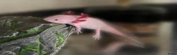 Axolotl reptiles for sale: Leucitic (7) and Wild Type (2) Axolotls Available  in Huntingdon - Advert 1