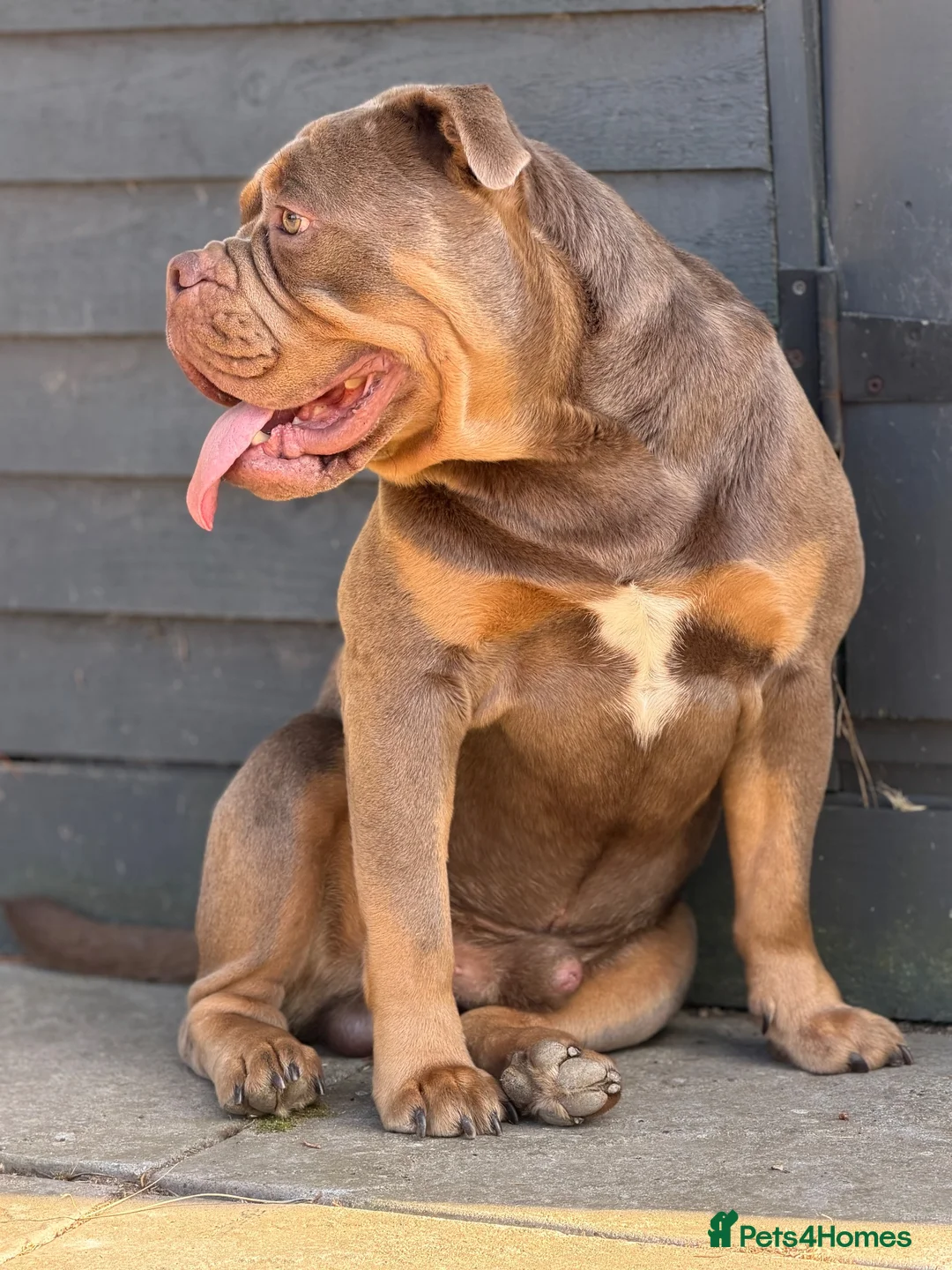 Olde English Bulldogge dogs for stud: ROMEO🔥FLUFFY CARRIER  - Advert 2