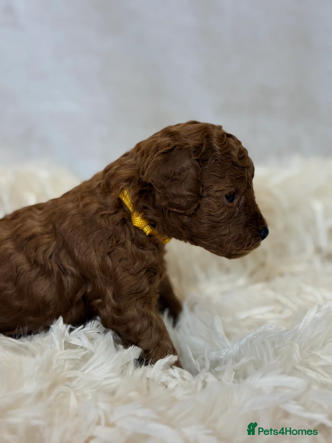 Toy Poodle dogs for sale: ❤️ Exceptional Asian Red Toy Poodle Puppies ❤️ - Advert 21