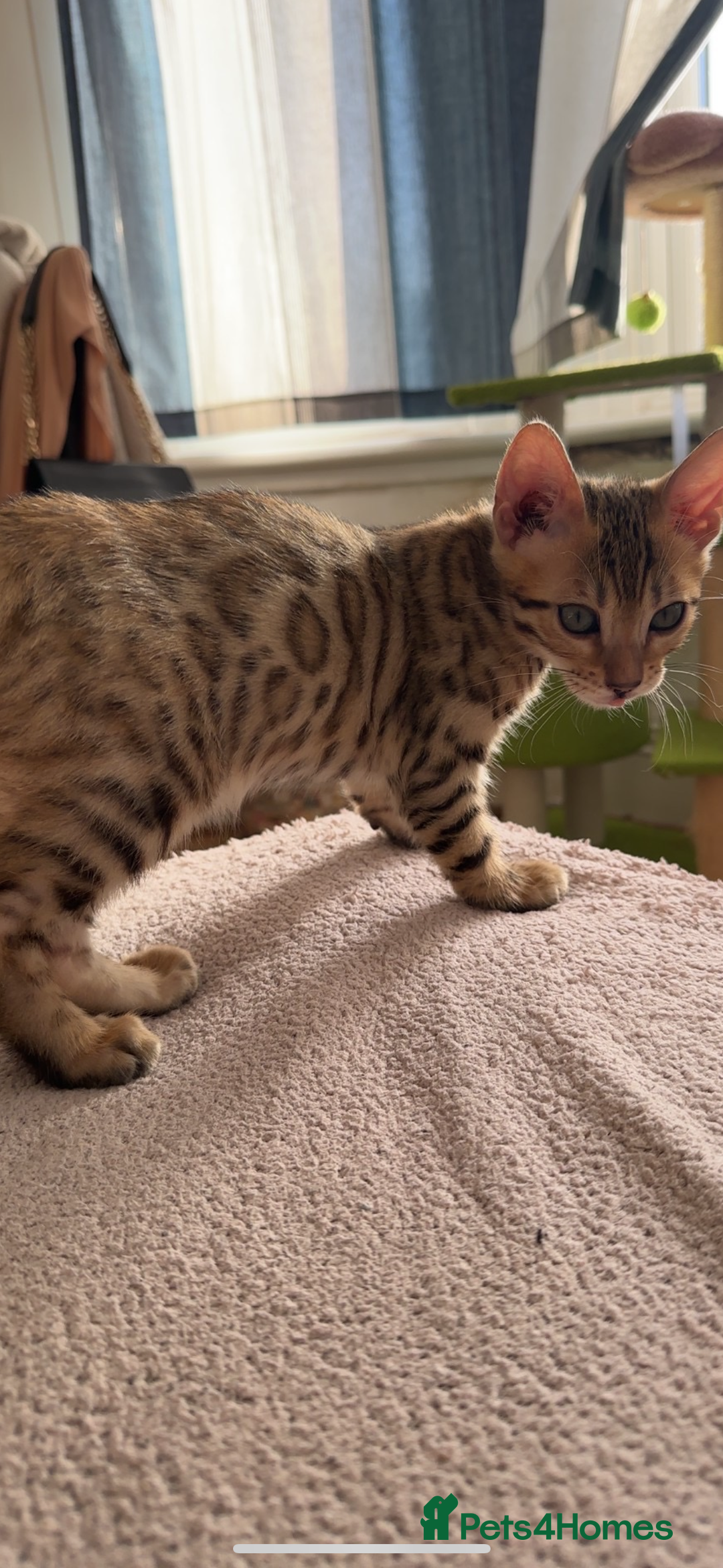 Bengal cats for sale: Pure Bred Bengals 1 BOY & 1 GIRL AVAILABLE!💓 - Advert 11