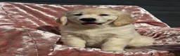 Golden Retriever dogs for sale: Golden Retriever puppy’s - READY NOW in Barnstaple - Advert 6