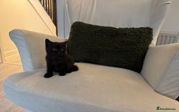 British Shorthair cats for sale: Black British Shorthair  - Image 7