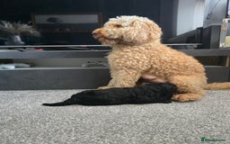 Cockapoo dogs for sale: Cockapoo Puppies For Sale - Image 7