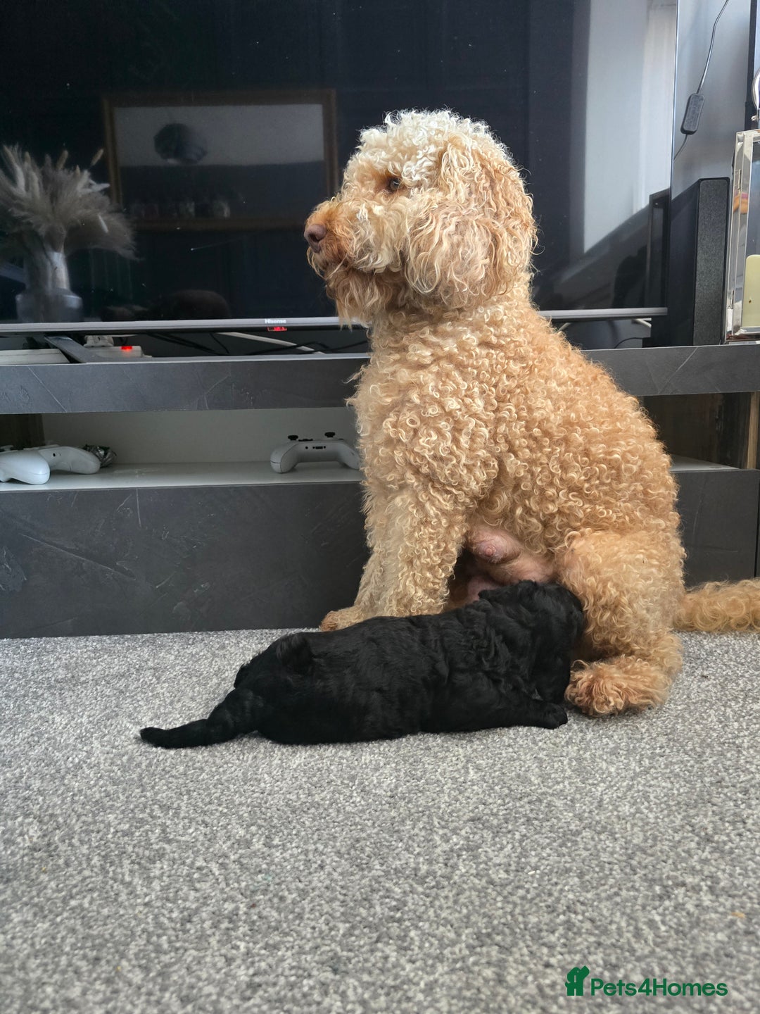 Cockapoo dogs for sale: Cockapoo Puppies For Sale - Image 7