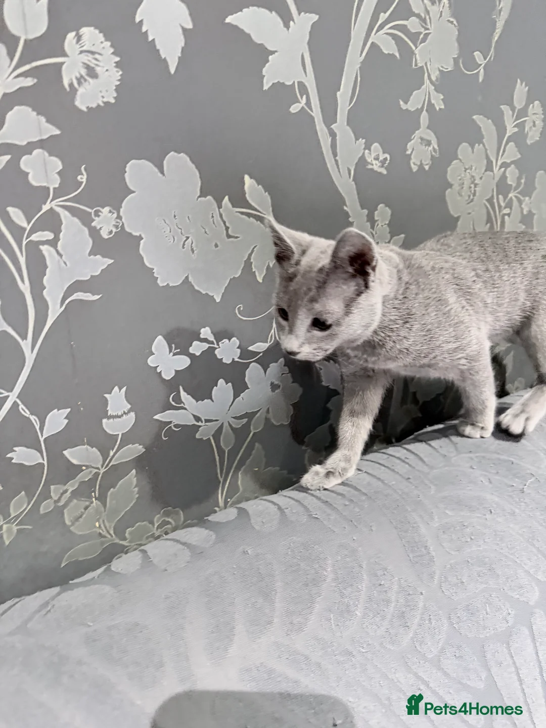 Russian Blue cats for sale: Adorable Russian blue kitten champion bloodline - Advert 15