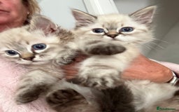 Ragdoll cats for sale: Ragdoll blue lynx ready now  - Image 16