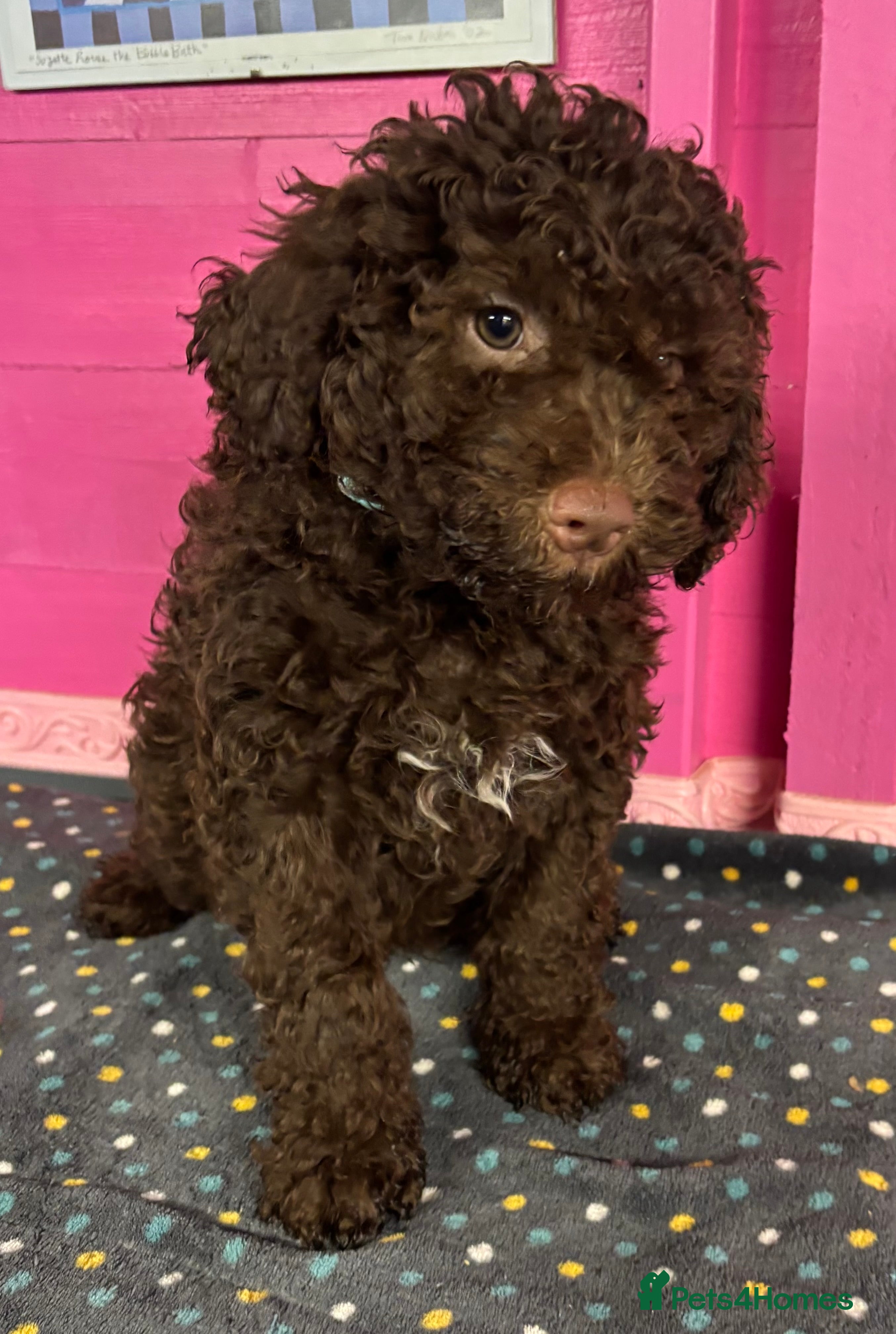 Lagotto Romagnolo dogs KC Registered Lagotto Puppies (⭐️⭐️⭐️⭐️⭐️ Breeder) - Advert 3