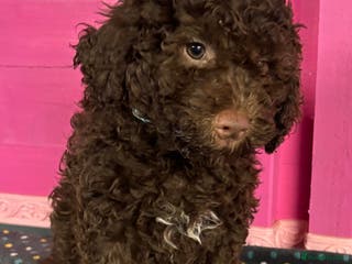 Lagotto Romagnolo dogs KC Registered Male Lagotto Puppies (5⭐️ Breeder) - Advert 3