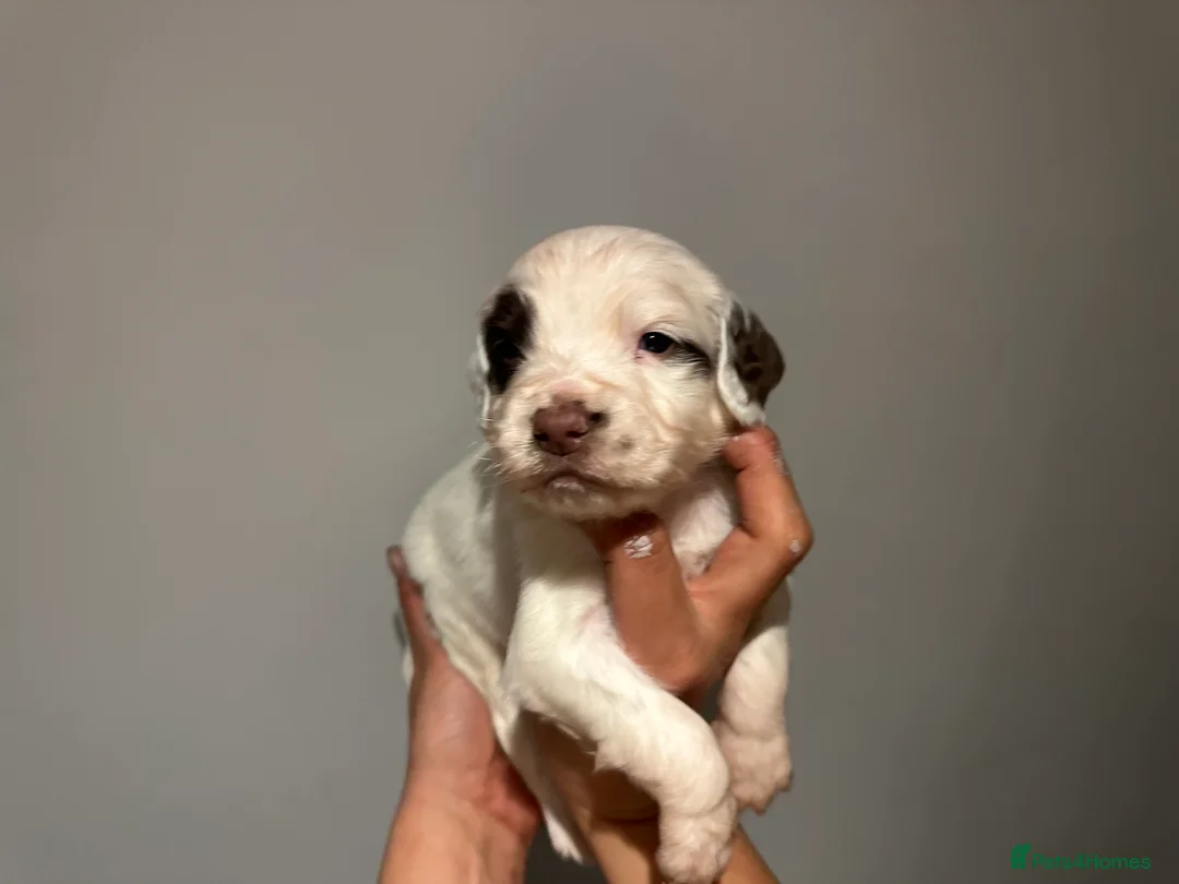 English Springer Spaniel dogs for sale: Kc registered working English springer spaniels  - Advert 6