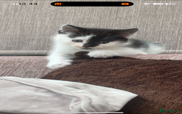 British Shorthair cats for sale: 3 x beautiful girls ready to go 8th November  - Image 4