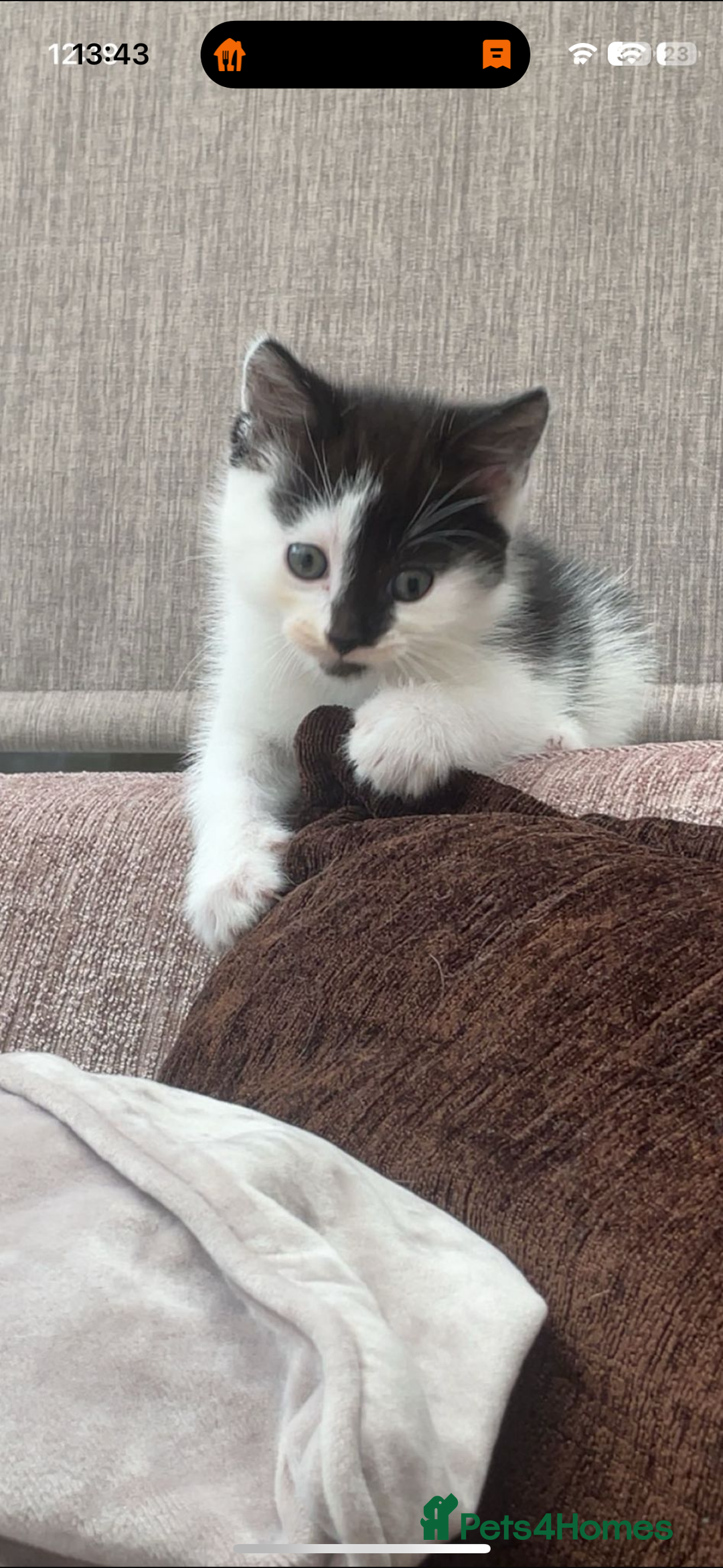 British Shorthair cats for sale: 3 x beautiful girls ready to go 8th November  - Image 4