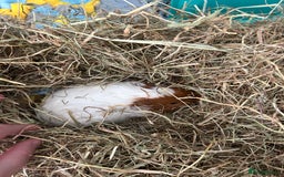 Guinea Pig rodents for sale: 2 male Guinea pigs - Image 1