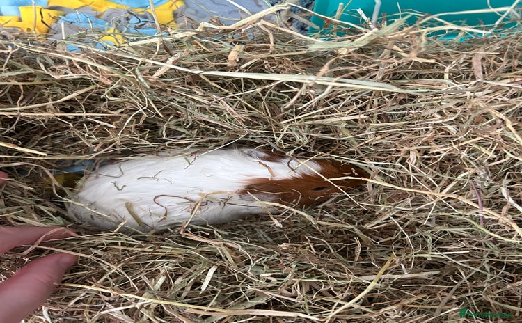 Guinea Pig rodents - Advert 11