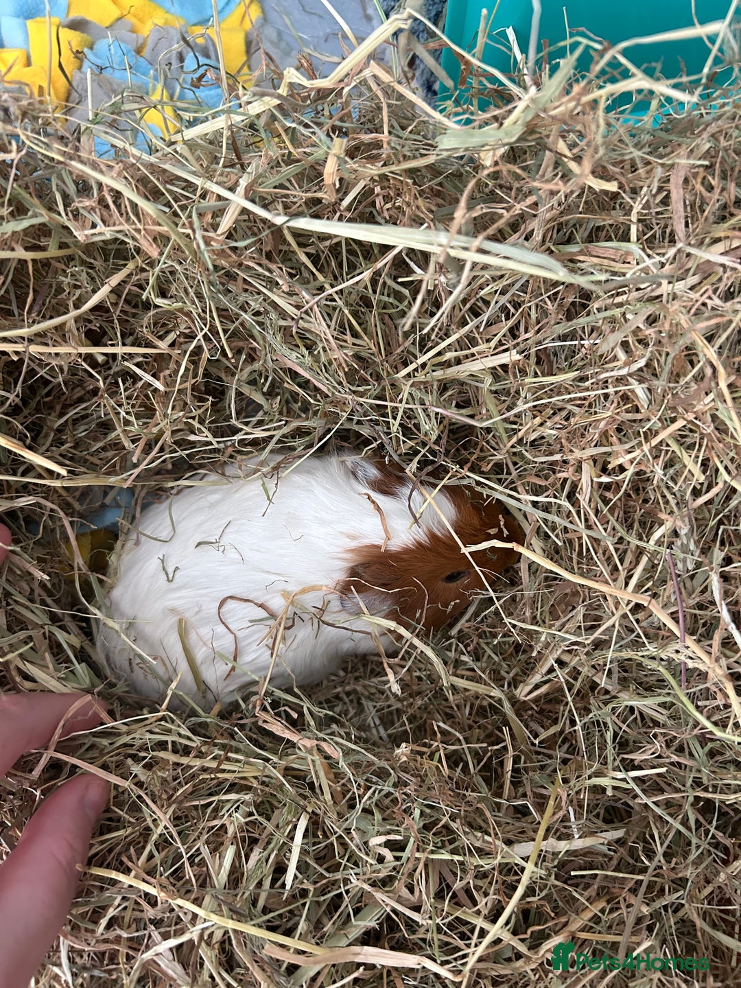 Guinea Pig rodents for sale: 2 male Guinea pigs - Image 1