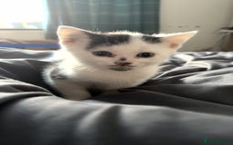 Domestic Shorthair cats for sale: Kittens for sale  - Image 10