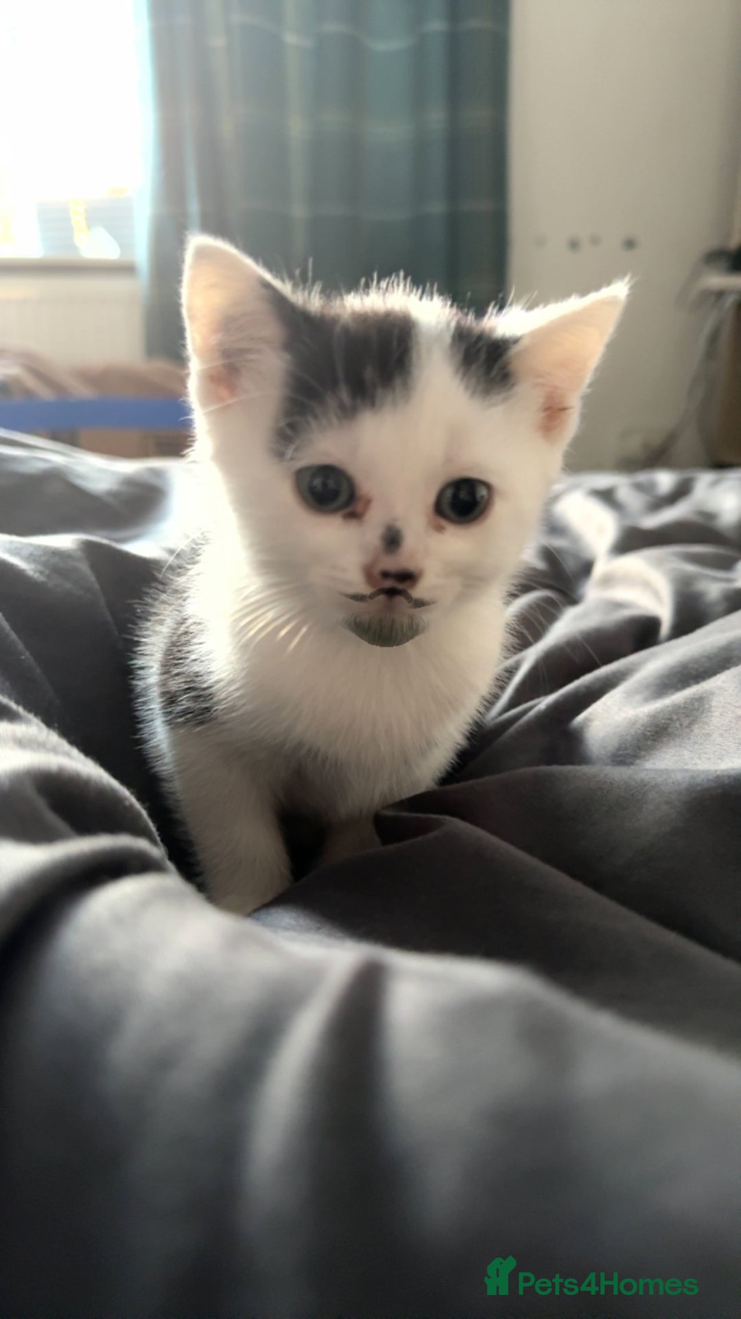Domestic Shorthair cats for sale: Kittens for sale  - Image 10