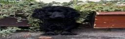 Cockapoo dogs for sale: Stunning F1 Cockapoos looking for 5⭐️ homes!  - Advert 3