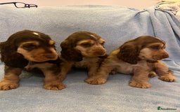 Cocker Spaniel dogs for sale: ADORABLE KC REG SHOW TYPE COCKER SPANIEL PUPPIES - Image 24