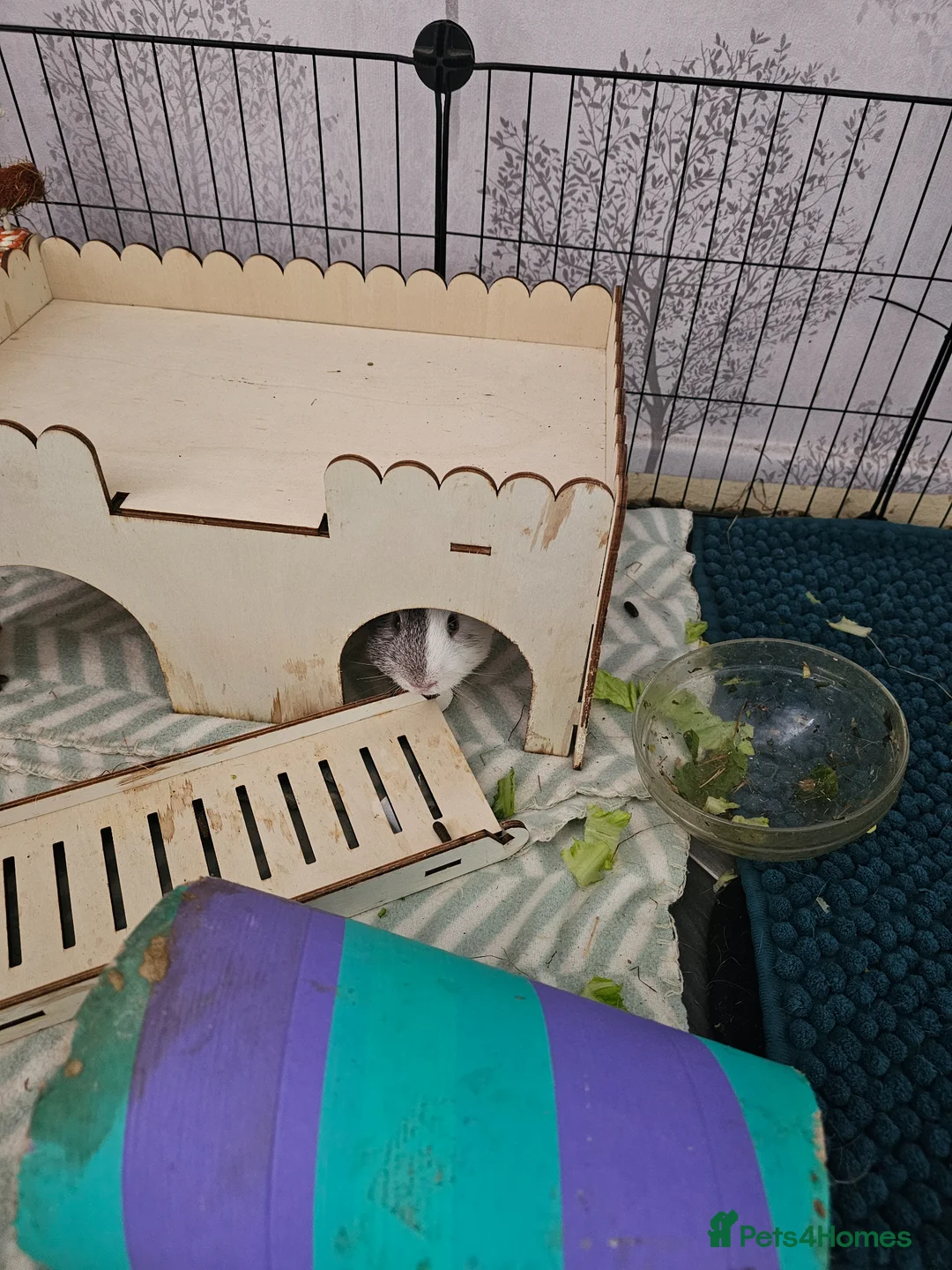 Guinea Pig rodents for sale: 3 brothers  in Neath - Advert 2