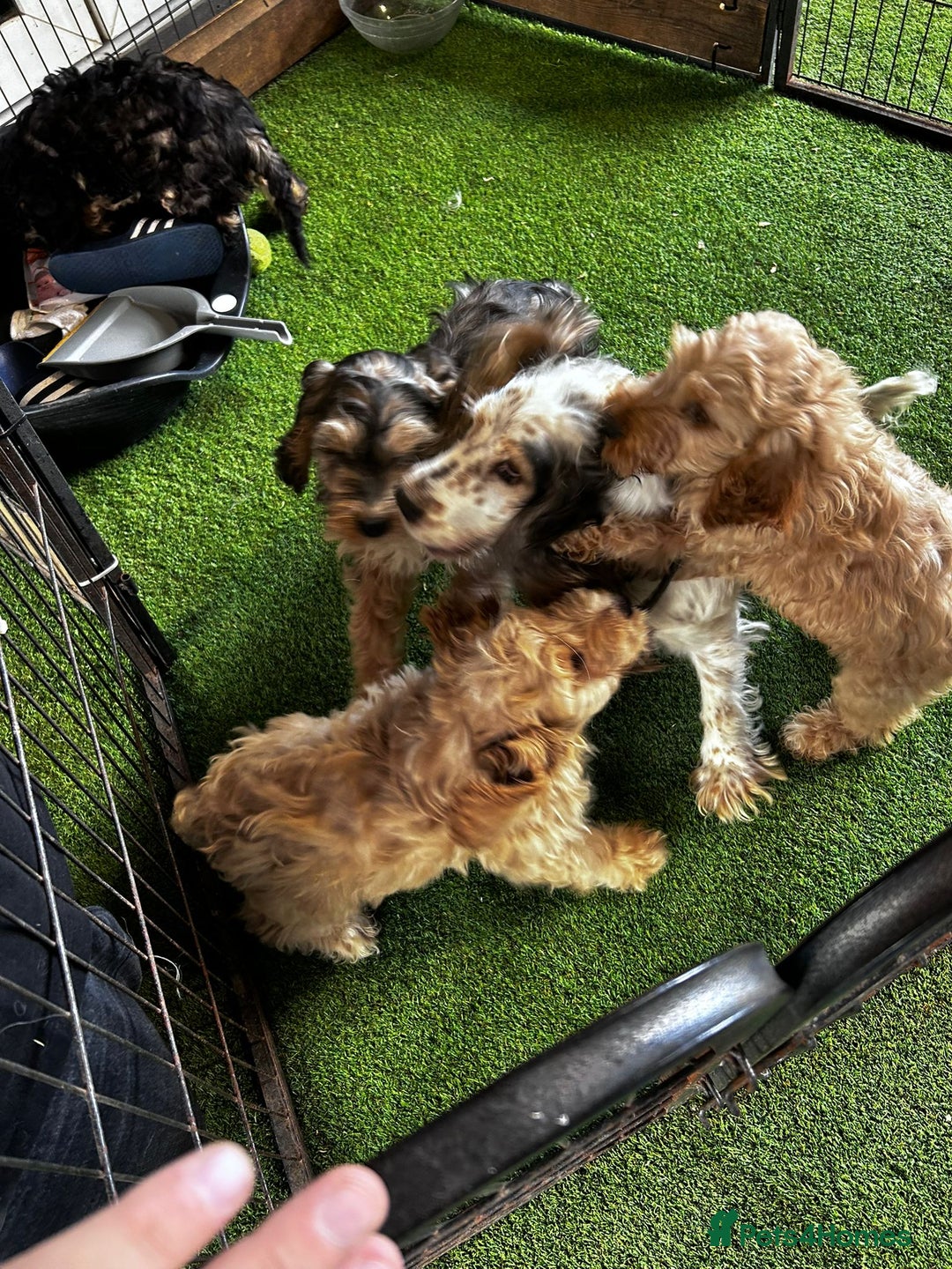 Cockapoo dogs for sale: F1 show cockapoos  - Image 7