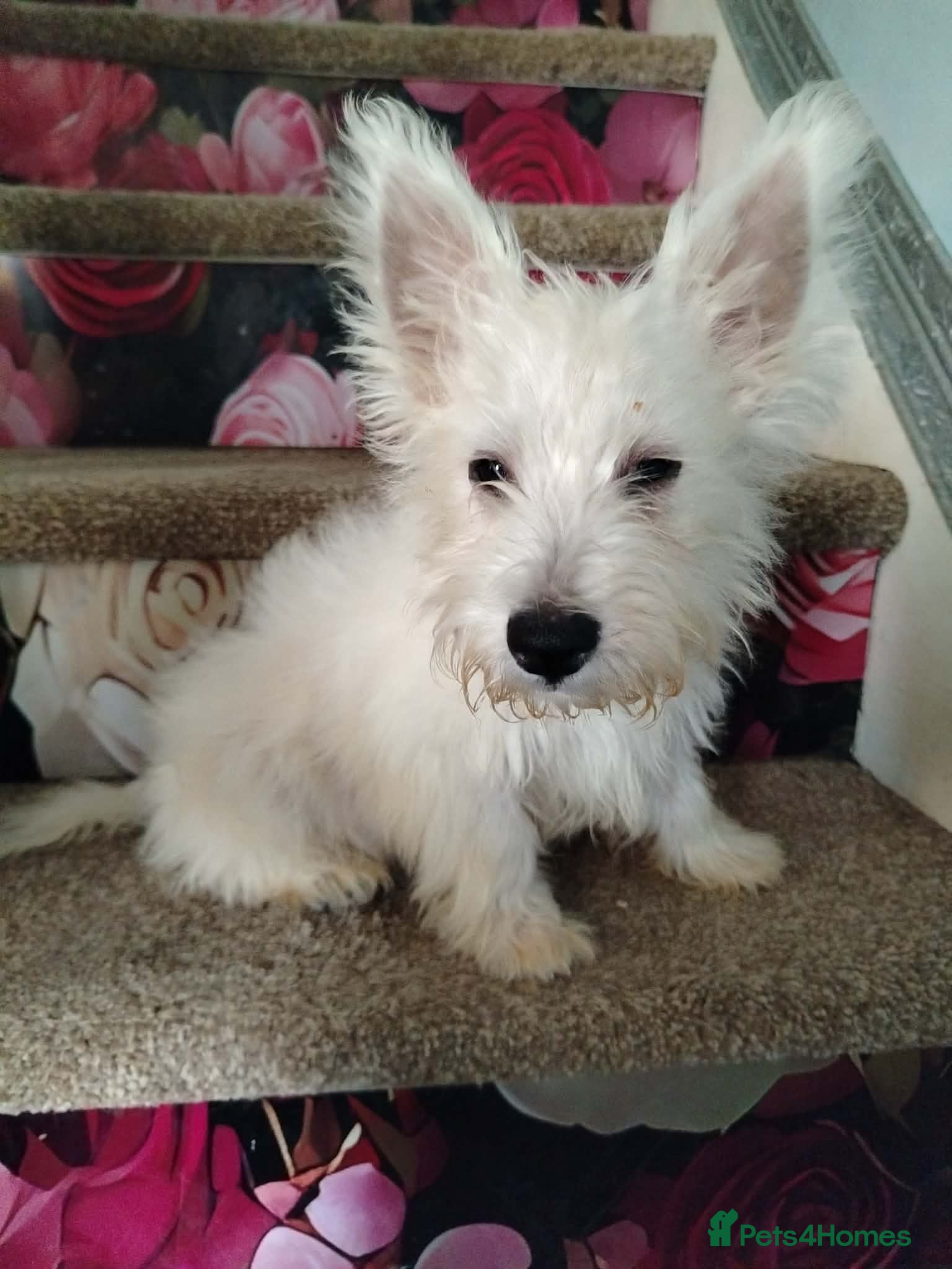 West Highland Terrier dogs Westie puppies available  - Advert 2