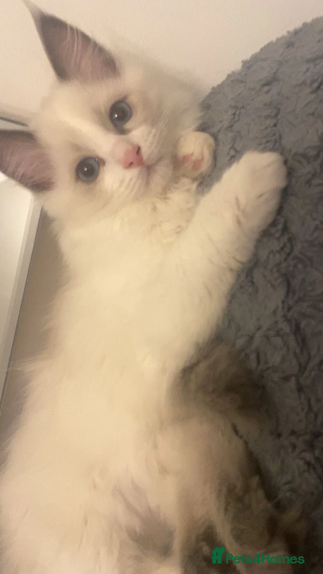 Ragdoll cats for sale: White Female Ragdoll for sale - Advert 9